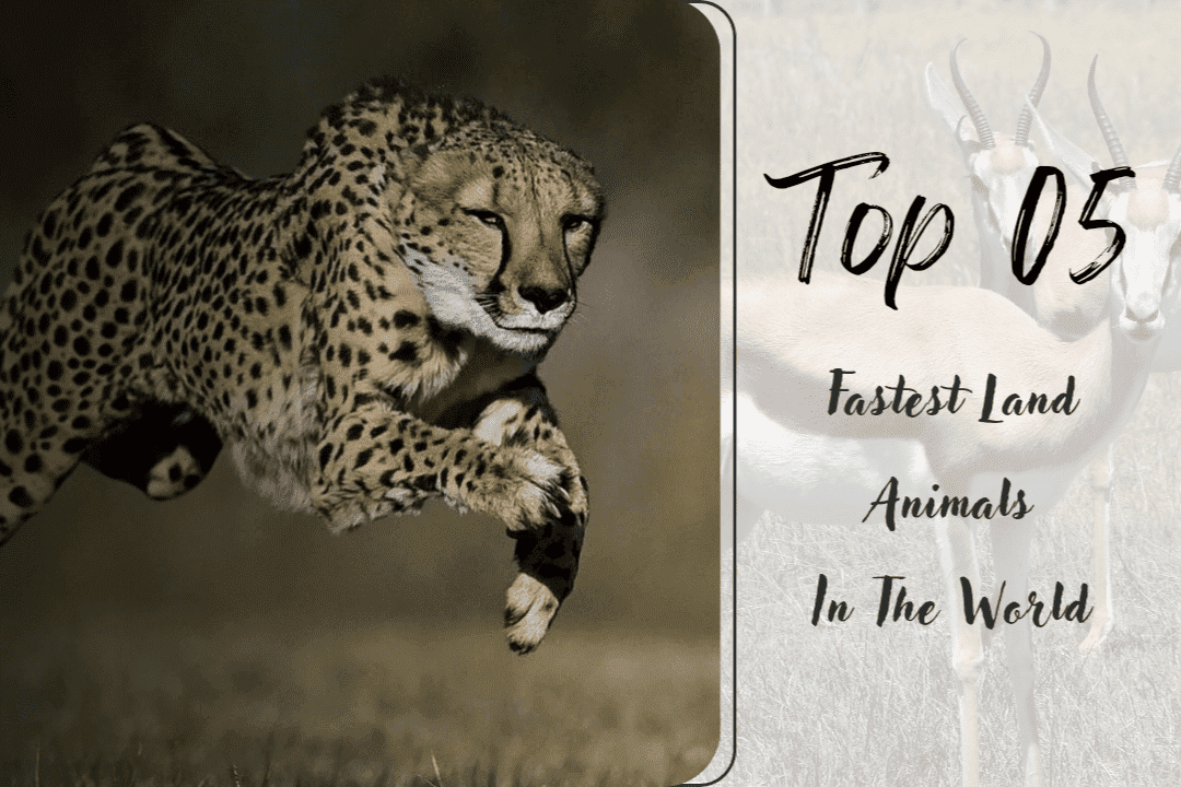 Top 5 Fastest Land Animals in the World - WeirdFactz